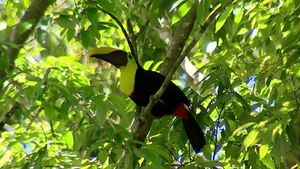 Discover the richly complex remote ecosystem of Corcovado National Park in Costa Rica