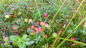 Follow cranberry farmers as they perform controlled flooding to harvest their crops
