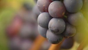 Learn why various fruits like pears, grapes, tomatoes, and apples have waxy coverings on their outer skins