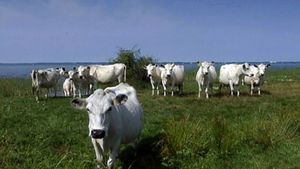 Explore the diverse ecosystem of Müritz National Park, Mecklenburg–West Pomerania, Germany