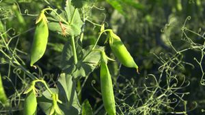 Encounter some of the 20,000 legume species from vines and trees to shrubs and herbs