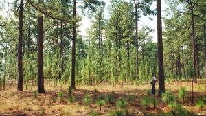 Discover the science and methods of silviculture, the management of forests