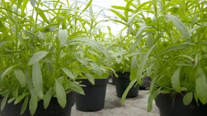 Discover tarragon's culinary and medicinal uses and learn how to cultivate this herb