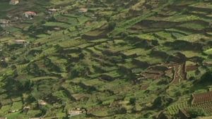 Learn about the challenges of terrace cultivation on Madeira island