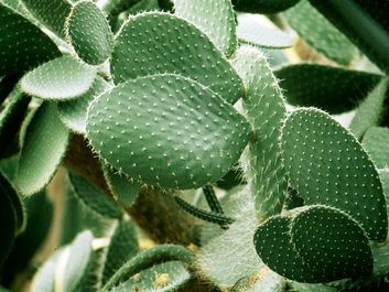 Prickly pear cactus, Opuntia