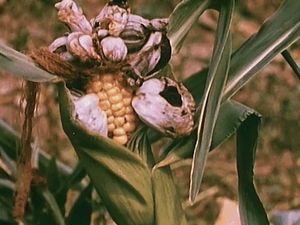 See how smut fungus destroys corn smut