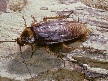 Periplaneta americana (american cockroach, waterbug, palmetto bug)
