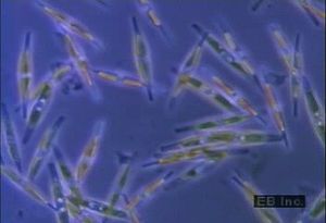 Observe diatoms, microscopic sea organisms encased in silicified cell walls with intricate designs