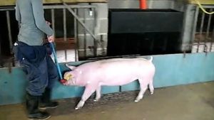Discover how by analyzing a pig's walk help monitor and prevent their health problems