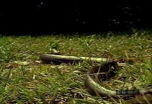 Discover how the pilot black snake utilizes its ventral scales to glide through water, land, and trees