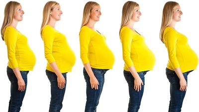 Pregnancy. pregnancy and birth. Fertilization, Pregnancy, and Birth. Stages of nine month pregnant woman abdomen growth. Pregnant human female developing human within her. White pregnant female, developing fetus. mother