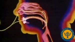 Overview mechanism and anatomy of the respiratory tract; passaging air from the mouth and nose to the lungs