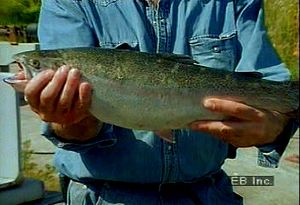 Listen to a Swedish salmon farmer discuss aquaculture and the importance of recreating the fish's habitat