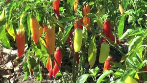 Learn about sriracha sauce and the Scoville scale