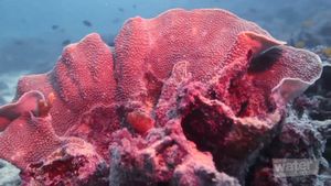 Explore the spectacular Ningaloo Reef Marine Park, off the coast of Western Australia by scuba diving and snorkeling