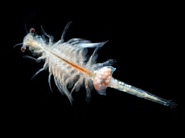 live foods for aquarium fish, fresh hatched brine shrimp (Artemia salina)