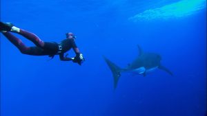 Take an underwater trip with a professional diver, Frederic Buyle and learn the techniques for skin diving