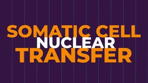 Discover the cloning of Dolly the sheep by using somatic cell nuclear transfer (SCNT)