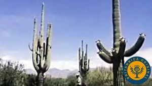 Visit Saguaro National Park to learn how plants have adapted to the arid climate of the Sonoran Desert