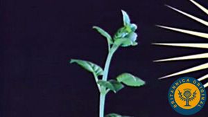 Examine the role of sunlight and gravity in phototropic and geotropic plant growth