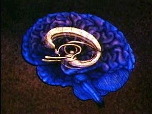Probe the human limbic system to understand a human's emotions, ability to learn, and sense of smell