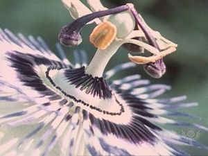See how the passionflower ensures cross-pollination