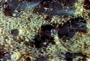 Observe effects of smoking on lung tissue and examine various stages of respiratory disease