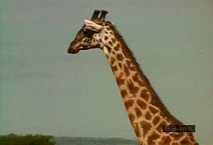 Observe a tower of giraffes feeding on acacia leaves and oxpeckers combing giraffes' coats for parasites