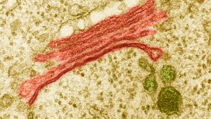 Learn about the Golgi apparatus and its structure