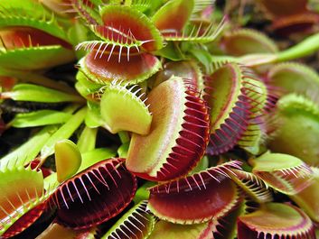 Venus Fly Trap plants. (Dionaea muscipula) (Venus's-flytrap; carnivourous plant; carnivorous plants)