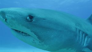Discover how climate change and food scarcity may have caused the megalodon's extinction