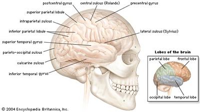 right cerebral hemisphere of the human brain