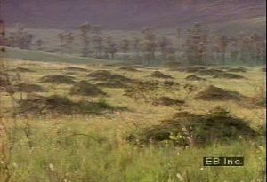 Learn how European immigrants settled and introduced agriculture and ranching to the Pampas in Argentina