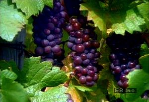 Walk through the vineyards of Alsace on the French and German border and learn about wine production