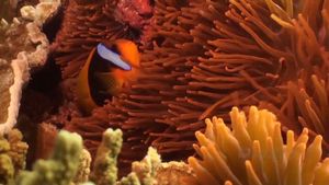 Experience the stunning array of marine life in the waters of Lady Elliot Island, part of the Great Barrier Reef, off the northeastern coast of Australia