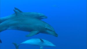 Observe social interactions of bottlenose dolphins at Scandola Nature Reserve on the coast of Corsica, also home to crabs and lobsters and other marine life