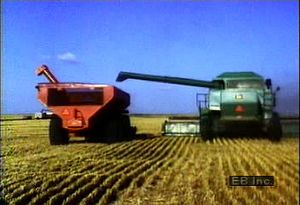 Follow wheat berries from field to grain elevator as migrant laborers use a combine to harvest the crop